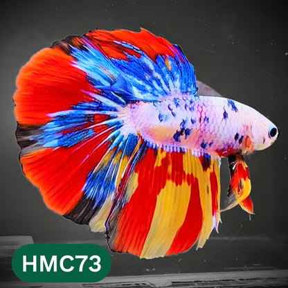 Multicolor Halfmoon Male Betta Fish | High Grade | Order Directly From Farm |  You Pick Fish |