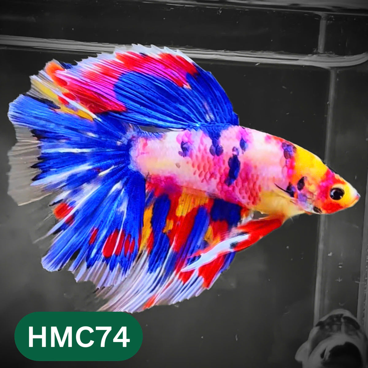 Multicolor Halfmoon Male Betta Fish | High Grade | Order Directly From Farm |  You Pick Fish |