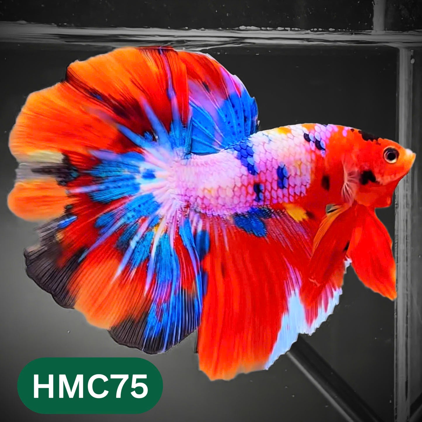 Multicolor Halfmoon Male Betta Fish | High Grade | Order Directly From Farm |  You Pick Fish |