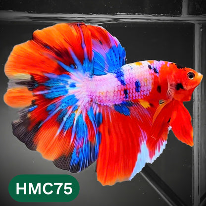 Multicolor Halfmoon Male Betta Fish | High Grade | Order Directly From Farm |  You Pick Fish |