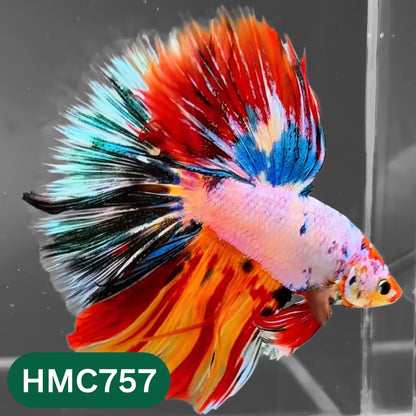 Multicolor Halfmoon Male Betta Fish | High Grade | Order Directly From Farm |  You Pick Fish |