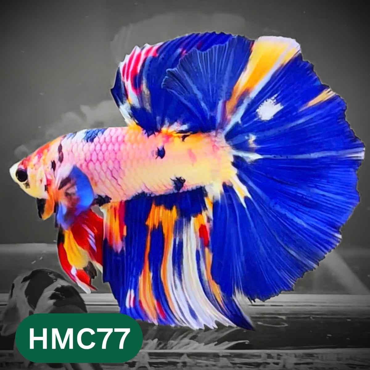 Multicolor Halfmoon Male Betta Fish | High Grade | Order Directly From Farm |  You Pick Fish |