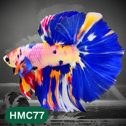 Multicolor Halfmoon Male Betta Fish | High Grade | Order Directly From Farm |  You Pick Fish |