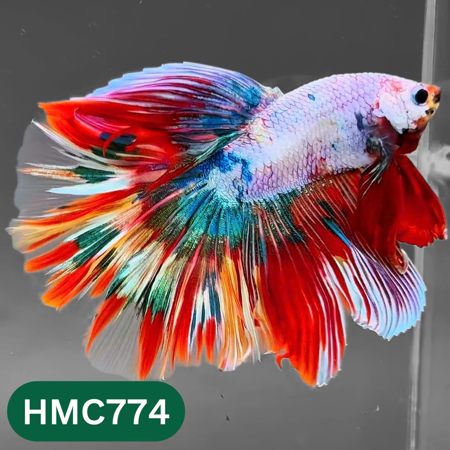 Nemo Halfmoon Male Betta Fish | Order Directly From Farm | You Pick Fish