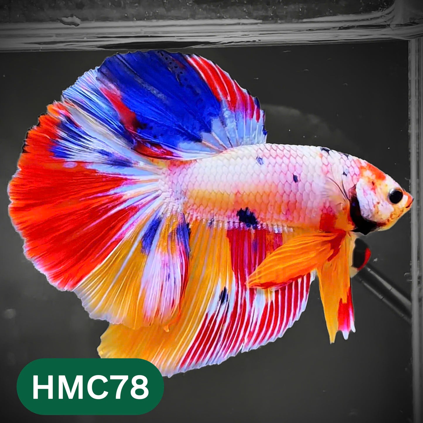 Multicolor Halfmoon Male Betta Fish | High Grade | Order Directly From Farm |  You Pick Fish |