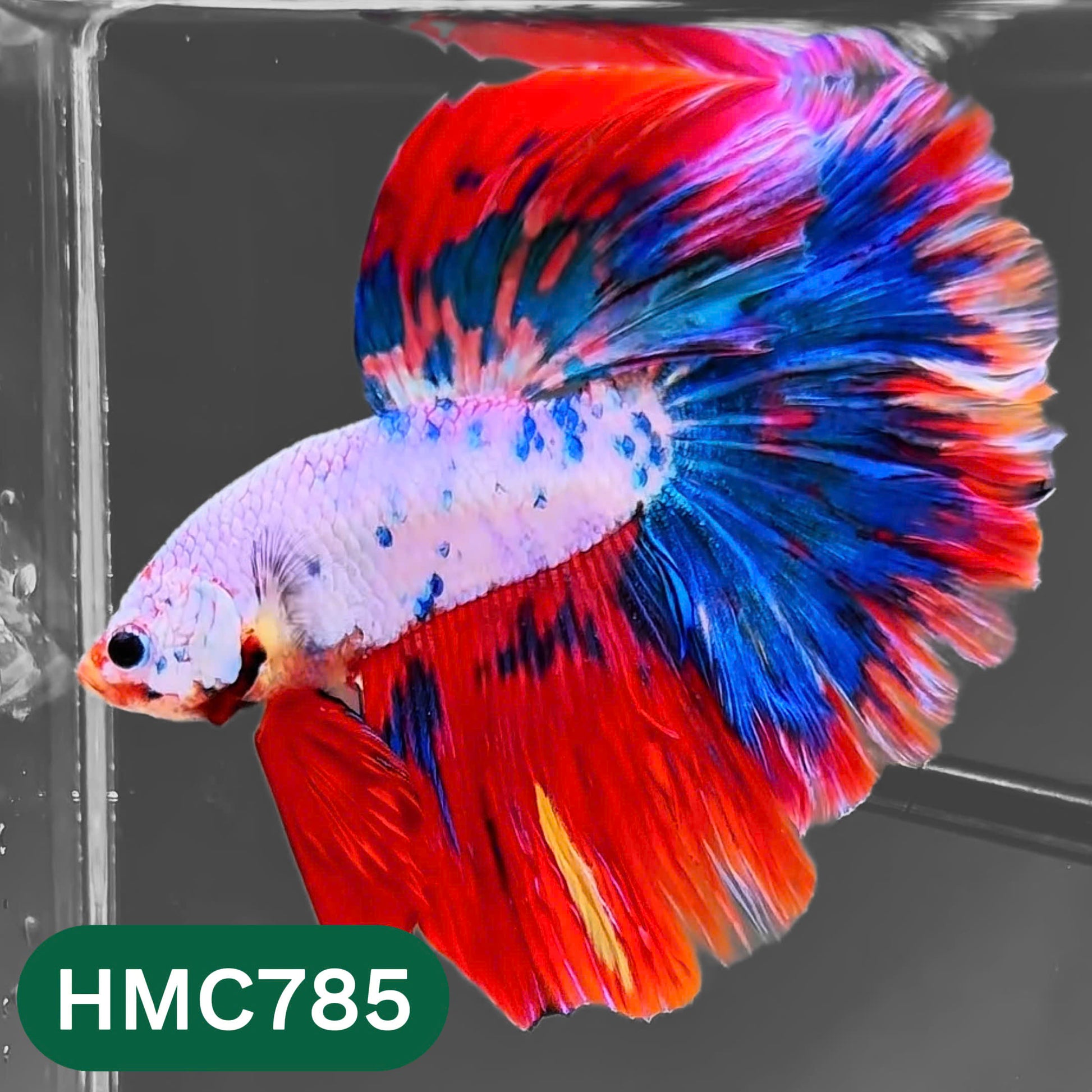 Nemo Halfmoon Male Betta Fish | Order Directly From Farm | You Pick Fish