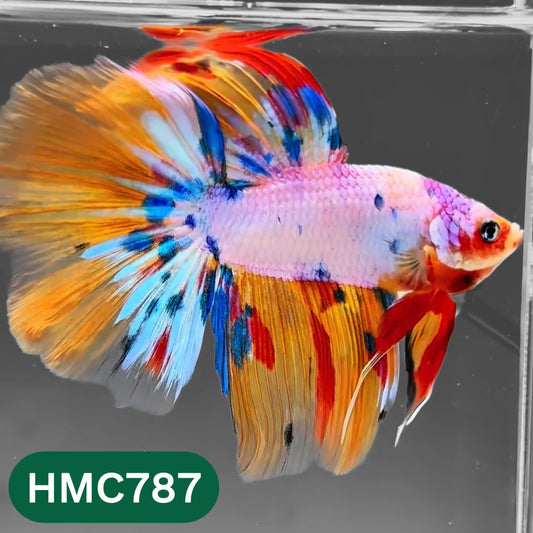 Nemo Halfmoon Male Betta Fish | Order Directly From Farm | You Pick Fish