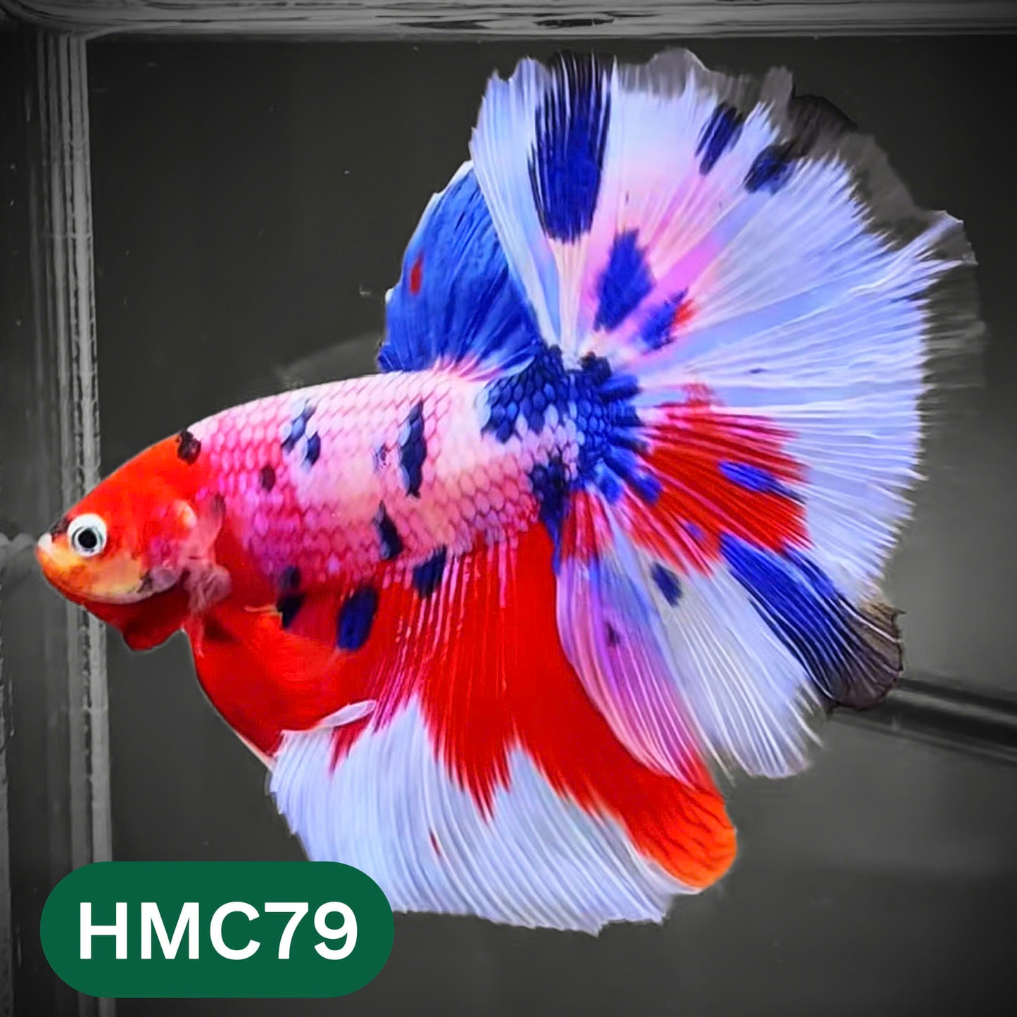 Multicolor Halfmoon Male Betta Fish | High Grade | Order Directly From Farm |  You Pick Fish |