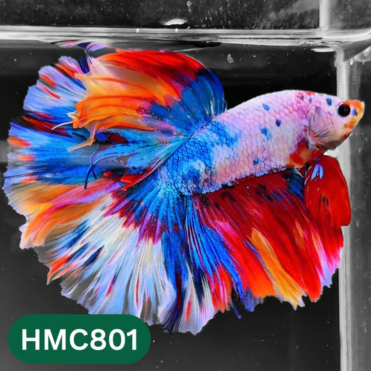 Nemo Halfmoon Male Betta Fish | Order Directly From Farm | You Pick Fish