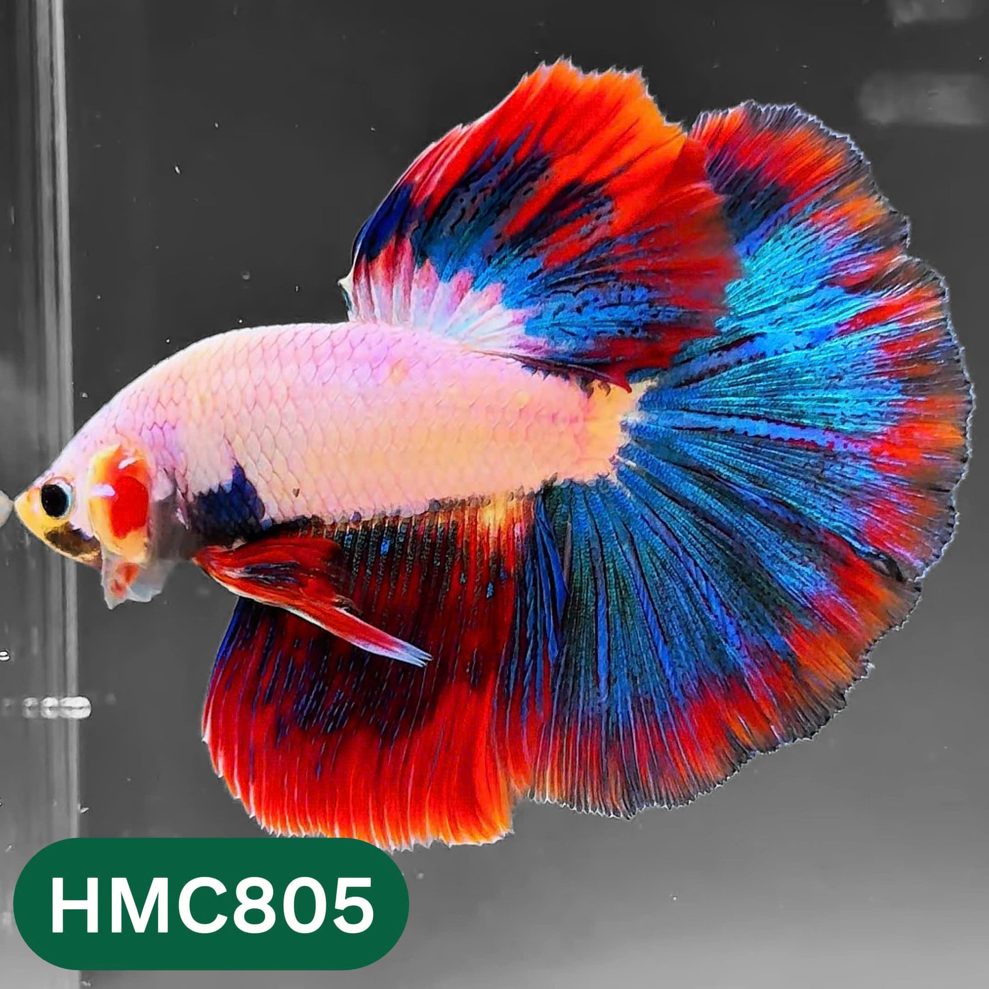 Nemo Halfmoon Male Betta Fish | Order Directly From Farm | You Pick Fish