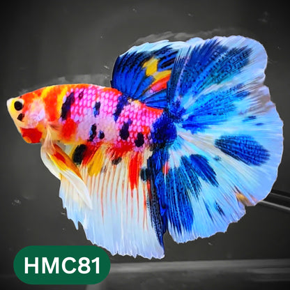 Multicolor Halfmoon Male Betta Fish | High Grade | Order Directly From Farm |  You Pick Fish |
