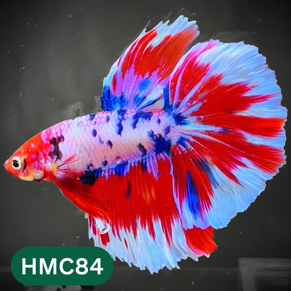 Multicolor Halfmoon Male Betta Fish | High Grade | Order Directly From Farm |  You Pick Fish |