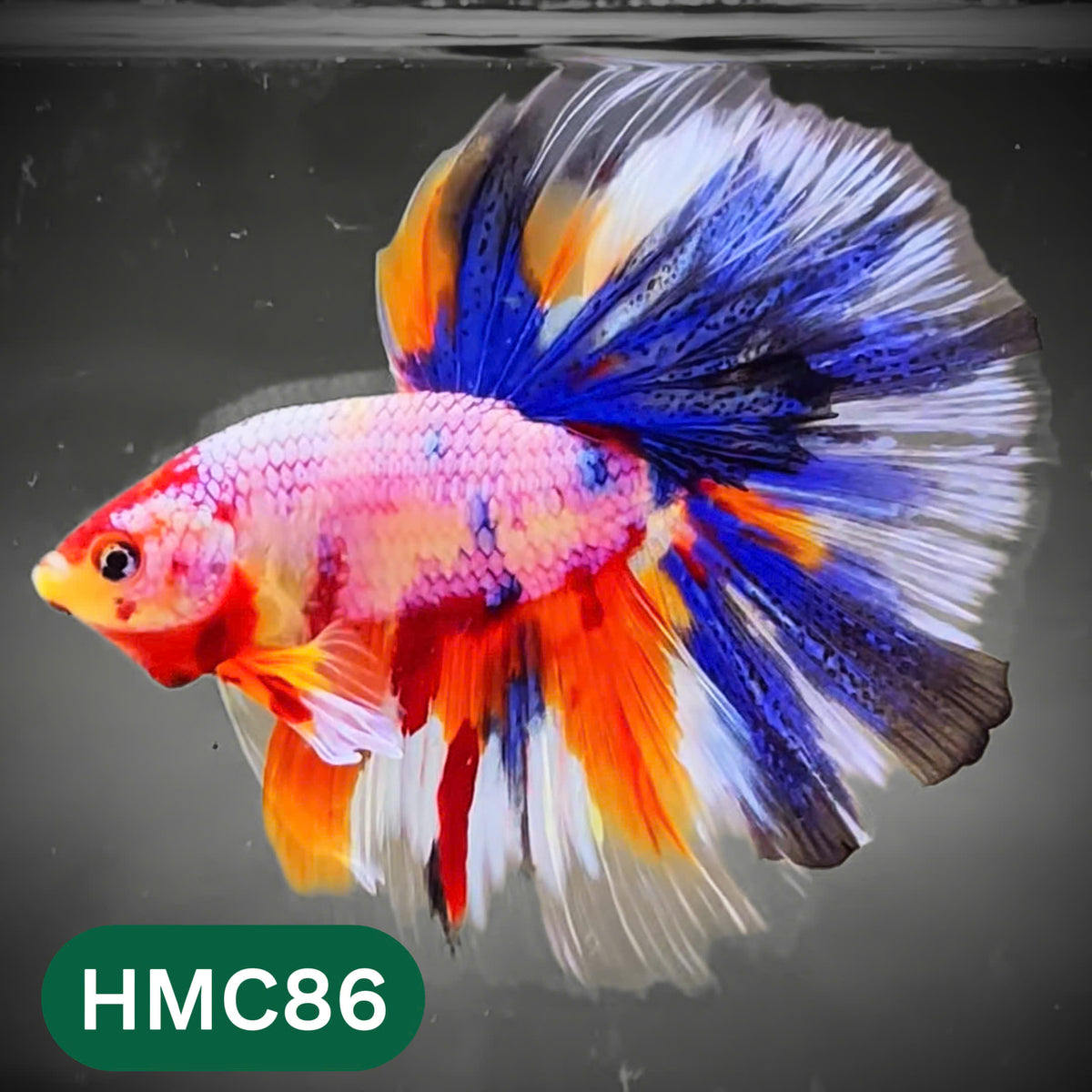 Multicolor Halfmoon Male Betta Fish | High Grade | Order Directly From Farm |  You Pick Fish |