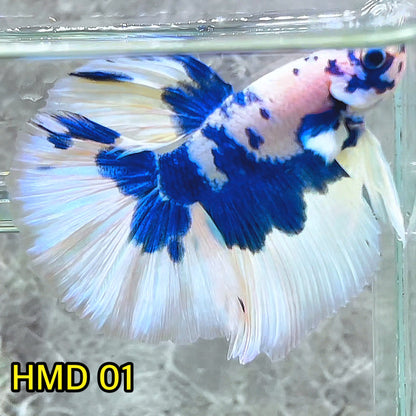 Blue Marble Dot Halfmoon Male Betta Fish | Order Directly From Farm | You Pick Fish