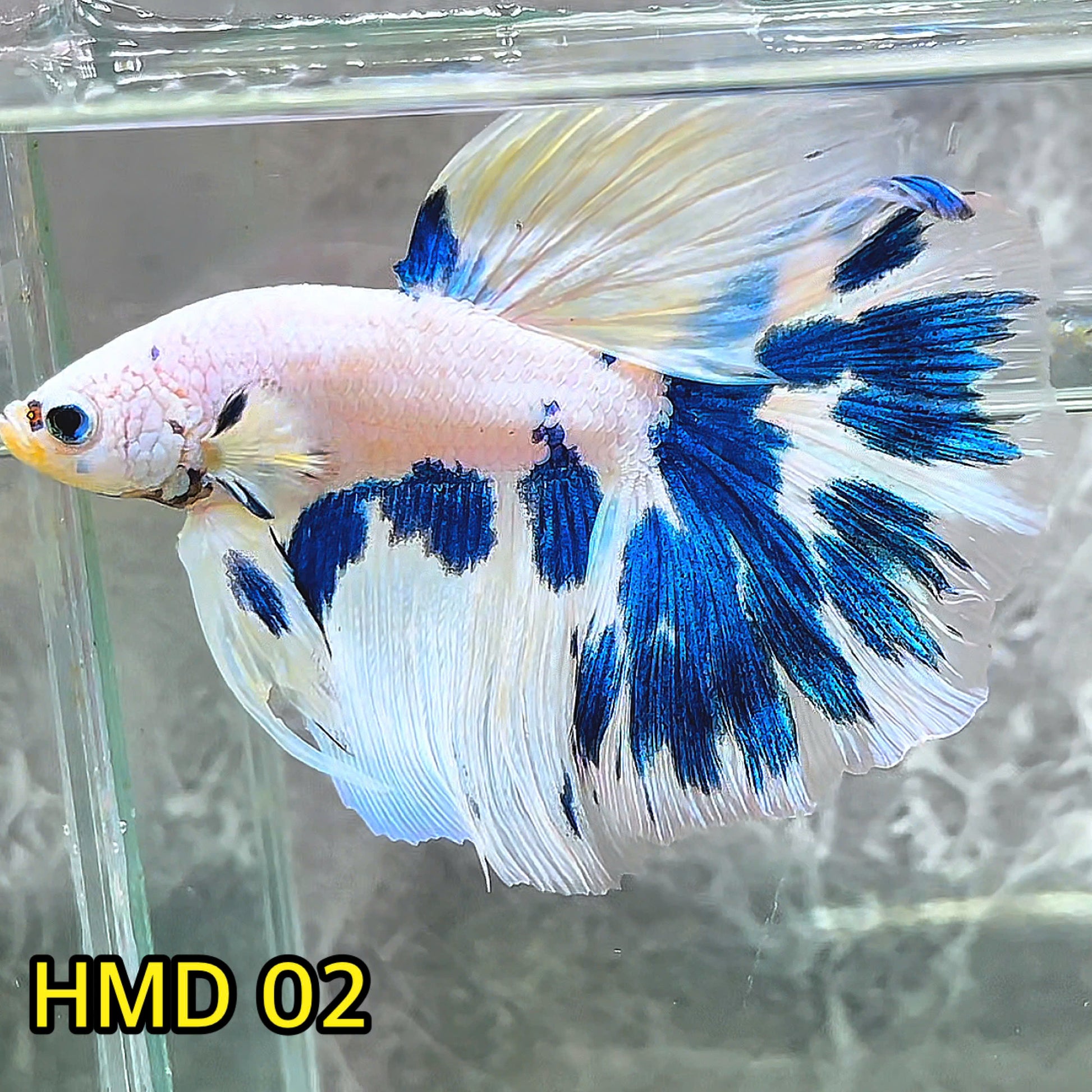 Blue Marble Dot Halfmoon Male Betta Fish | Order Directly From Farm | You Pick Fish