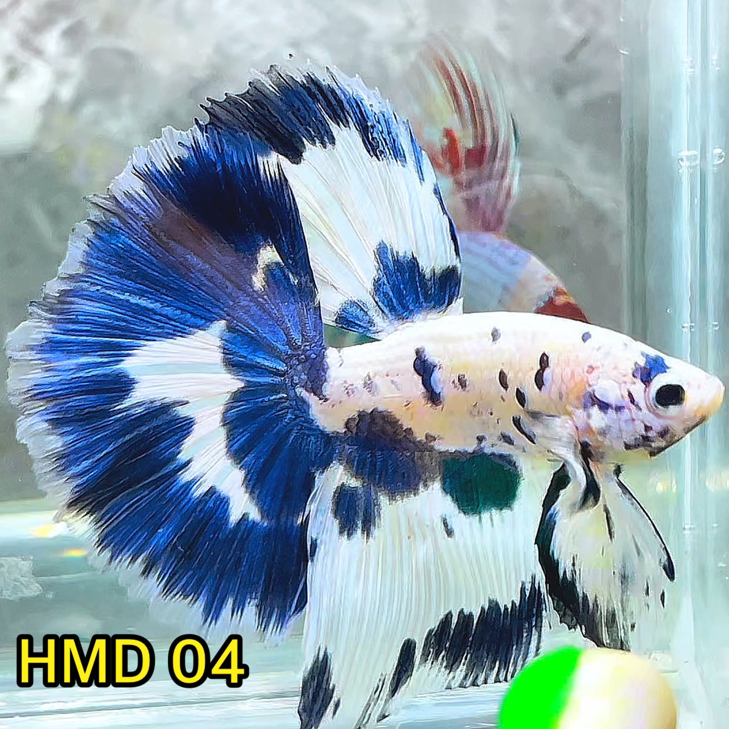 Blue Marble Dot Halfmoon Male Betta Fish | Order Directly From Farm | You Pick Fish