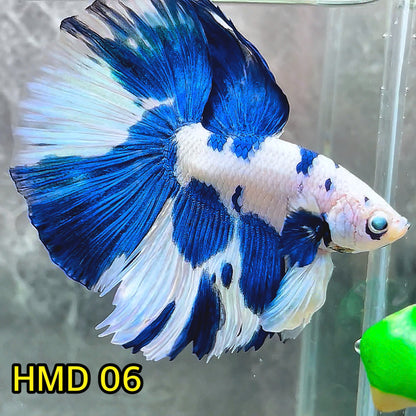 Blue Marble Dot Halfmoon Male Betta Fish | Order Directly From Farm | You Pick Fish