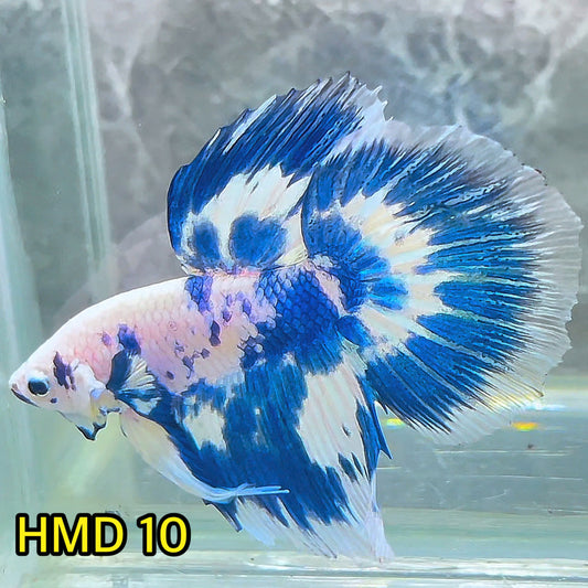 Blue Marble Dot Halfmoon Male Betta Fish | Order Directly From Farm | You Pick Fish