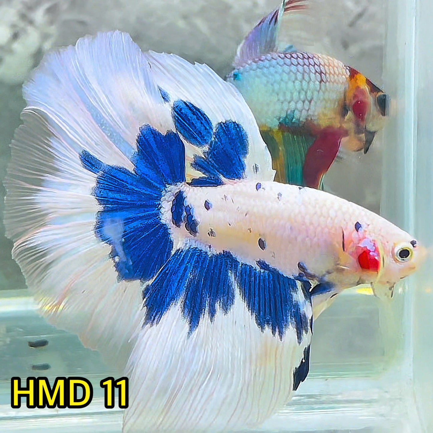 Blue Marble Dot Halfmoon Male Betta Fish | Order Directly From Farm | You Pick Fish