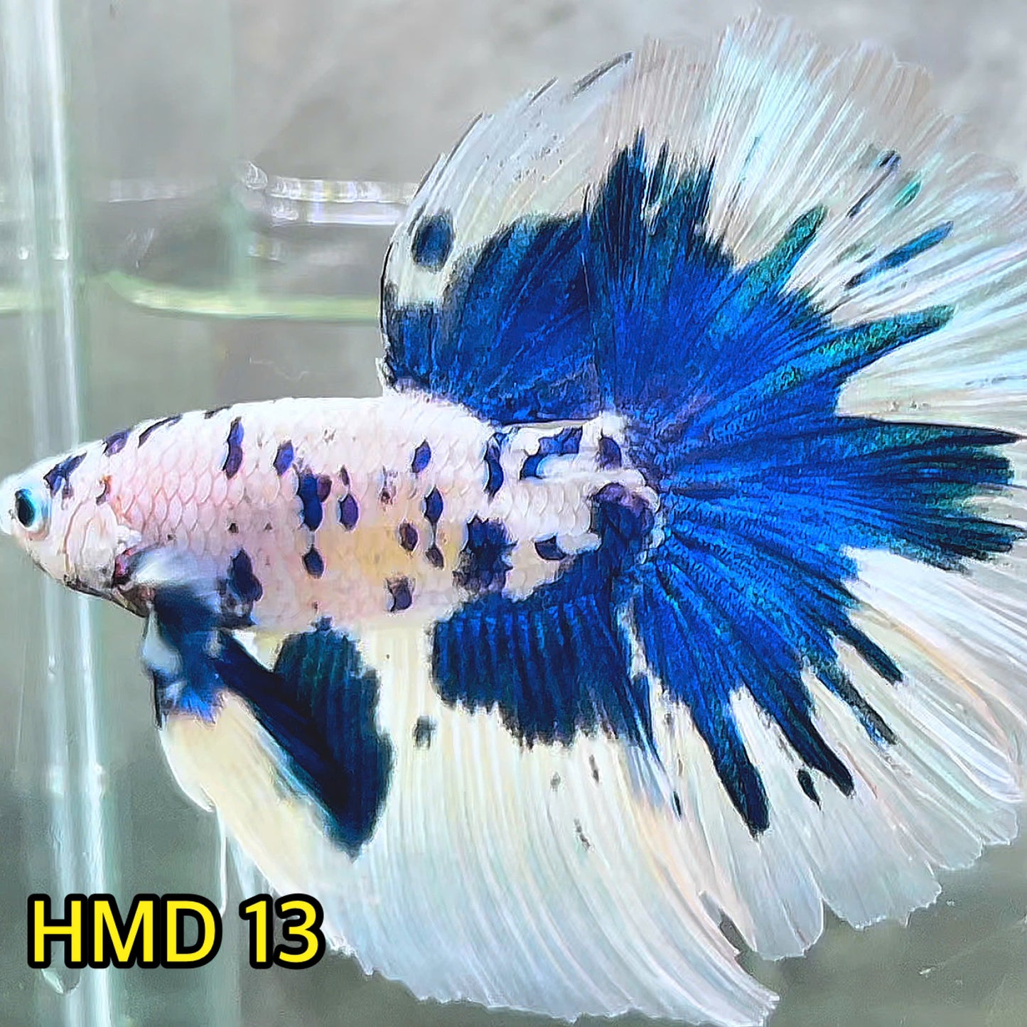 Blue Marble Dot Halfmoon Male Betta Fish | Order Directly From Farm | You Pick Fish