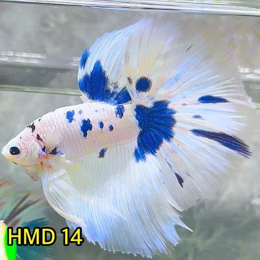 Blue Marble Dot Halfmoon Male Betta Fish | Order Directly From Farm | You Pick Fish