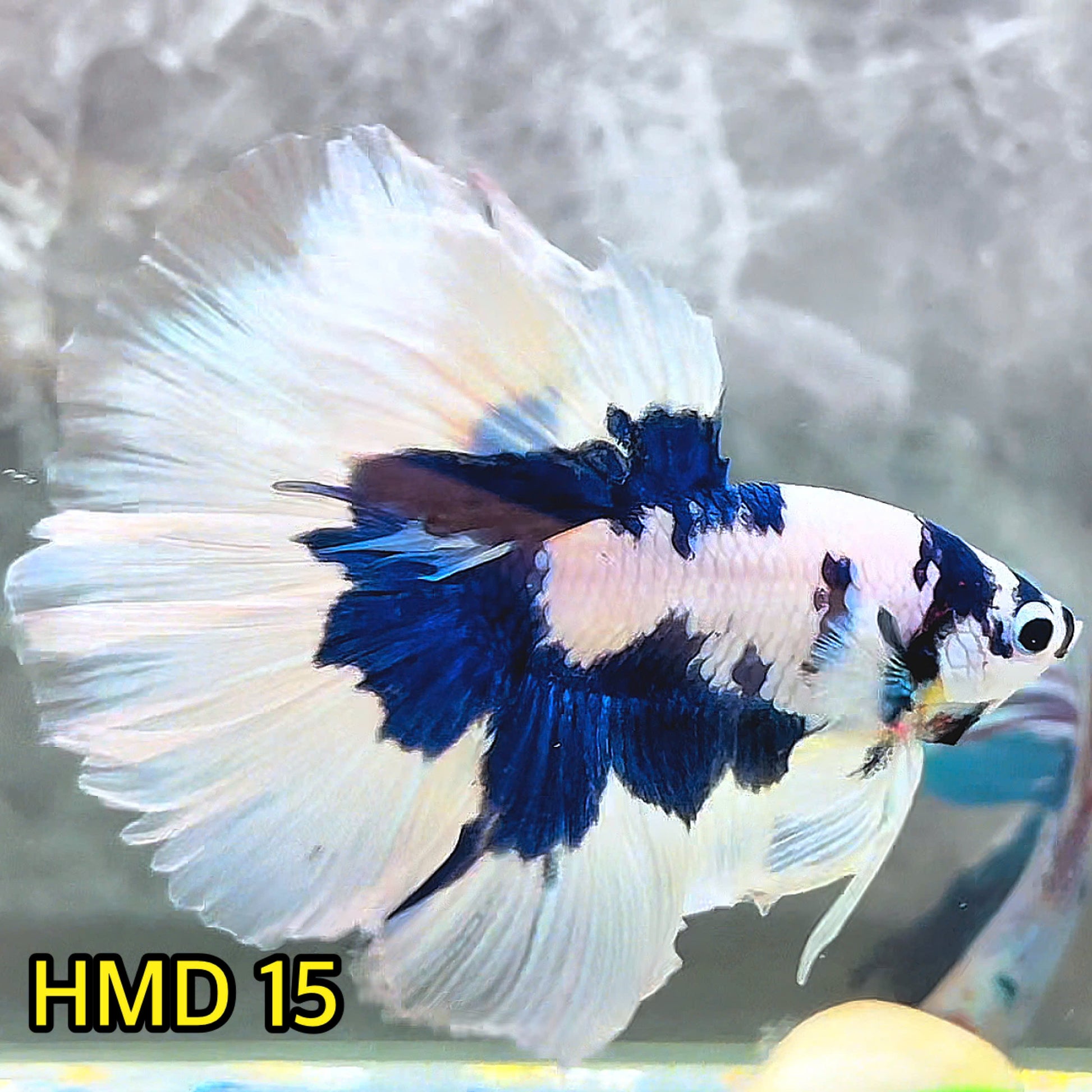 Blue Marble Dot Halfmoon Male Betta Fish | Order Directly From Farm | You Pick Fish