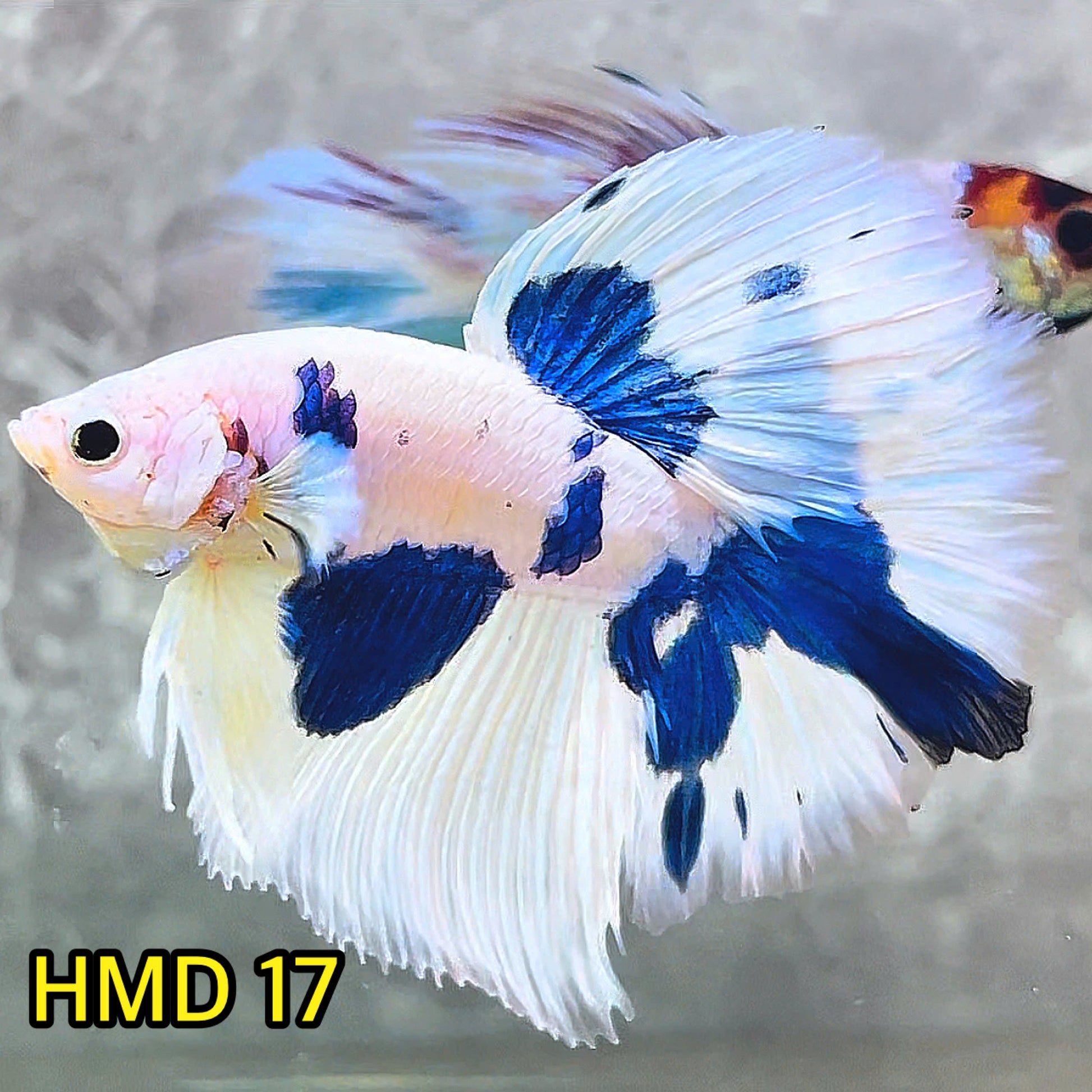 Blue Marble Dot Halfmoon Male Betta Fish | Order Directly From Farm | You Pick Fish