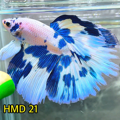 Blue Marble Dot Halfmoon Male Betta Fish | Order Directly From Farm | You Pick Fish