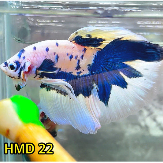 Blue Marble Dot Halfmoon Male Betta Fish | Order Directly From Farm | You Pick Fish