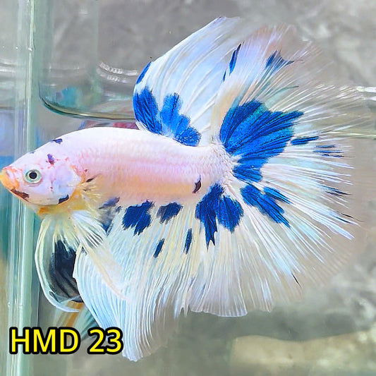 Blue Marble Dot Halfmoon Male Betta Fish | Order Directly From Farm | You Pick Fish