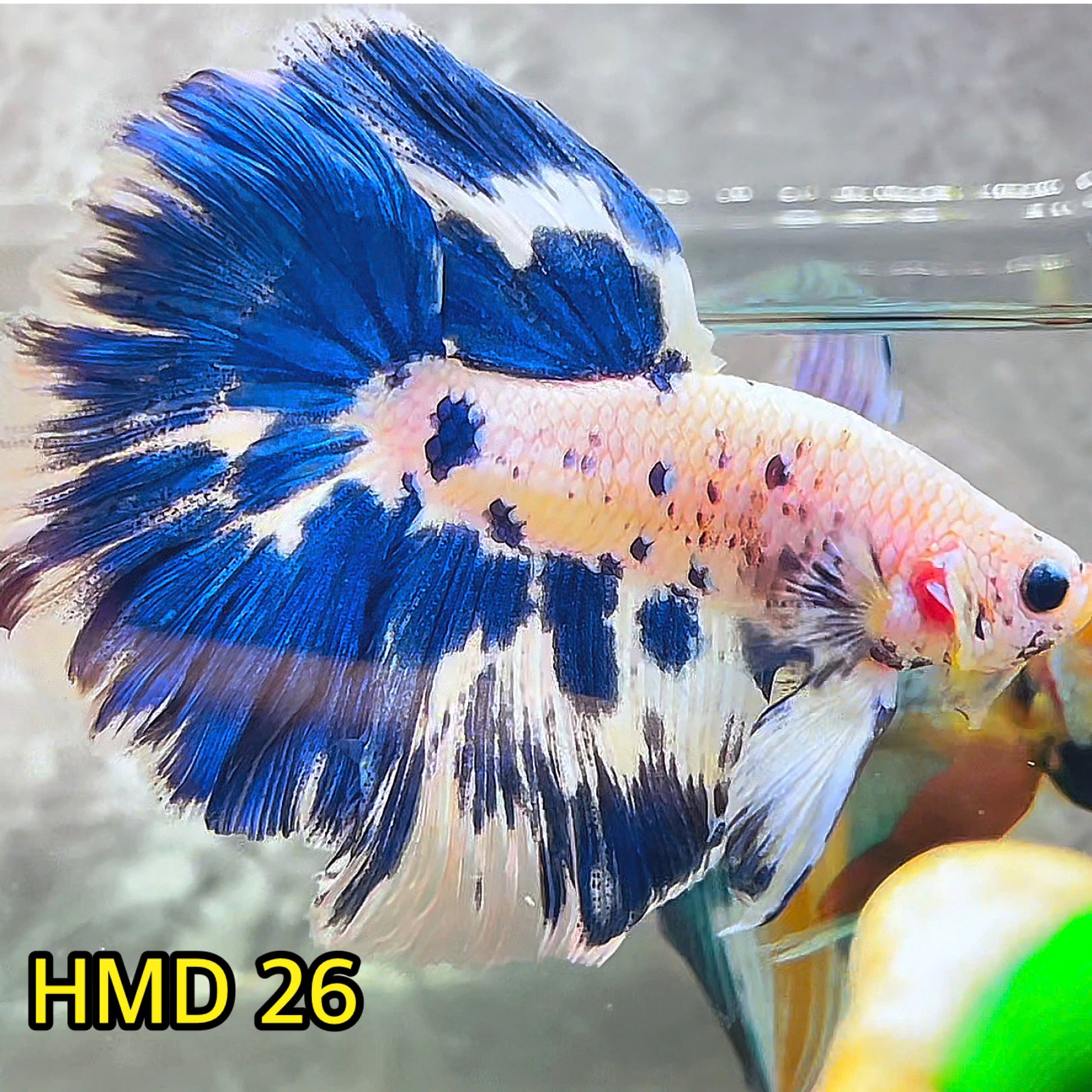 Blue Marble Dot Halfmoon Male Betta Fish | Order Directly From Farm | You Pick Fish