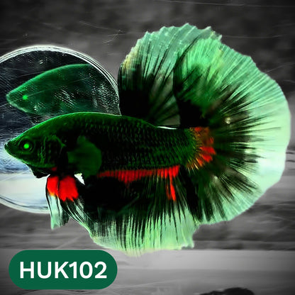 Black Hulk Halfmoon Male Betta Fish | You Pick Fish