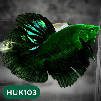 Black Hulk Halfmoon Male Betta Fish | You Pick Fish
