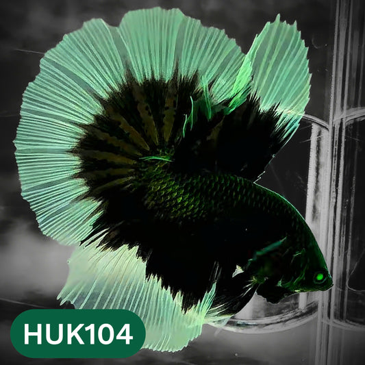 Black Hulk Halfmoon Male Betta Fish | You Pick Fish