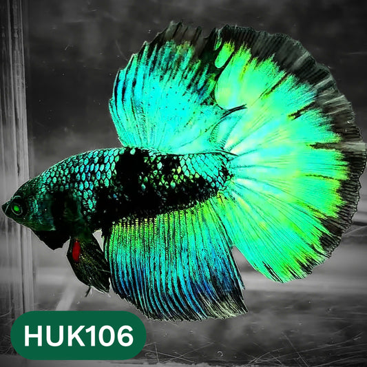 Black Hulk Halfmoon Male Betta Fish | You Pick Fish