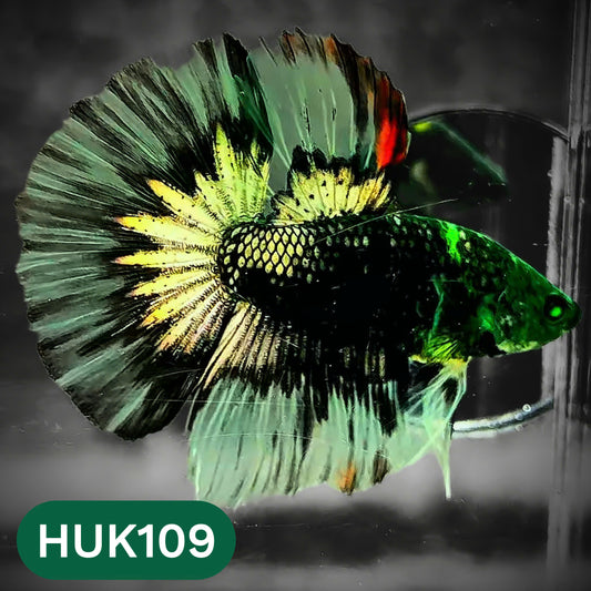 Black Hulk Halfmoon Male Betta Fish | You Pick Fish