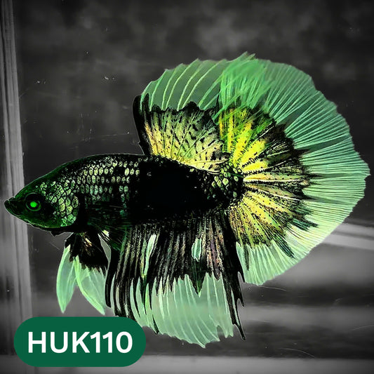 Black Hulk Halfmoon Male Betta Fish | You Pick Fish
