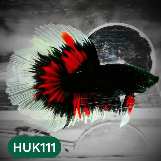 Black Hulk Halfmoon Male Betta Fish | You Pick Fish