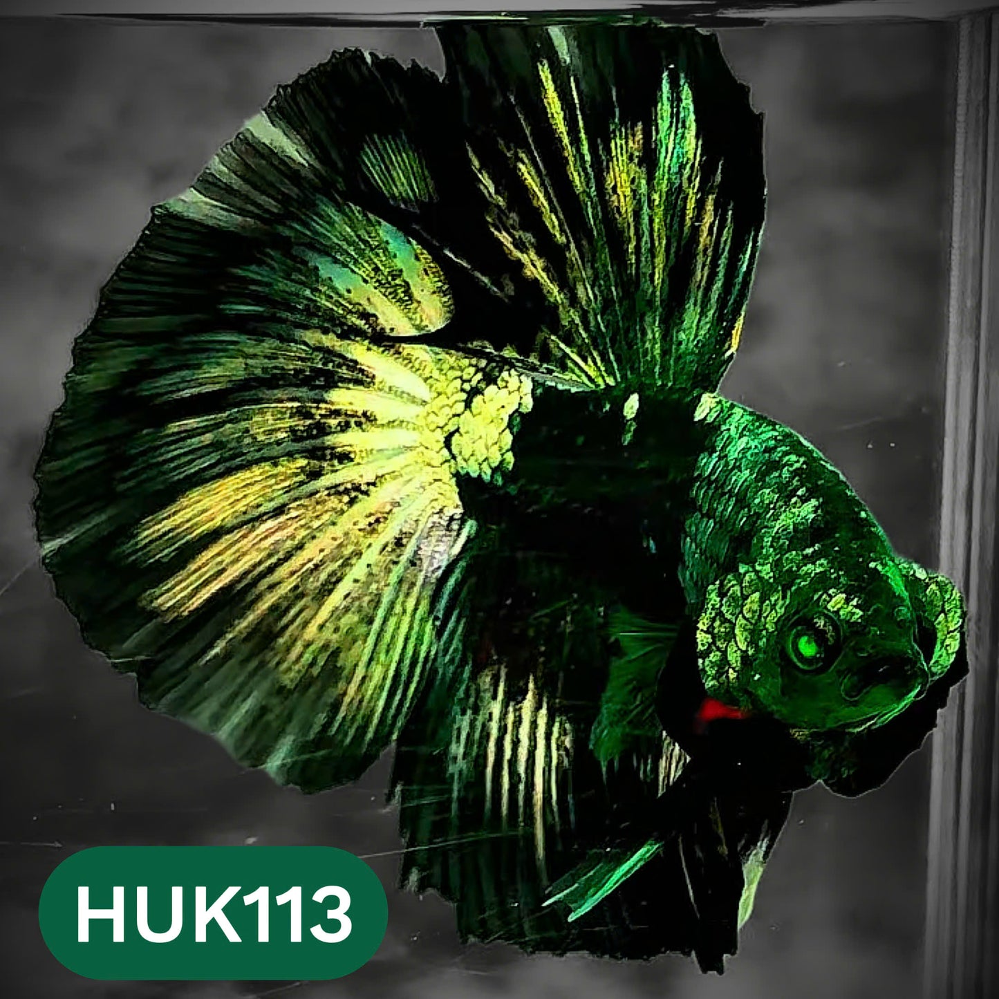 Black Hulk Halfmoon Male Betta Fish | You Pick Fish