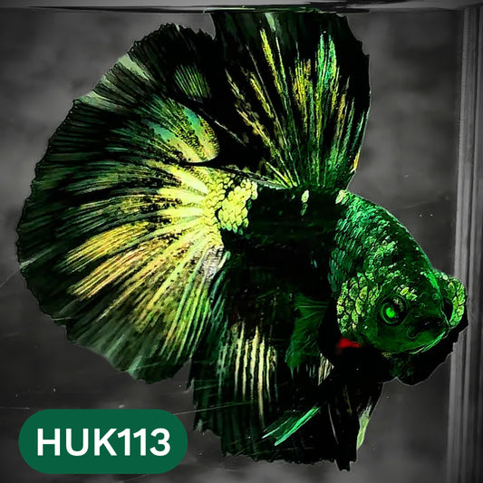 Black Hulk Halfmoon Male Betta Fish | You Pick Fish