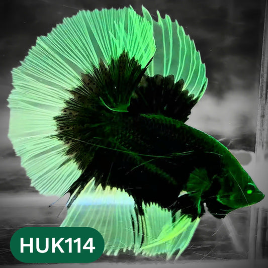 Black Hulk Halfmoon Male Betta Fish | You Pick Fish