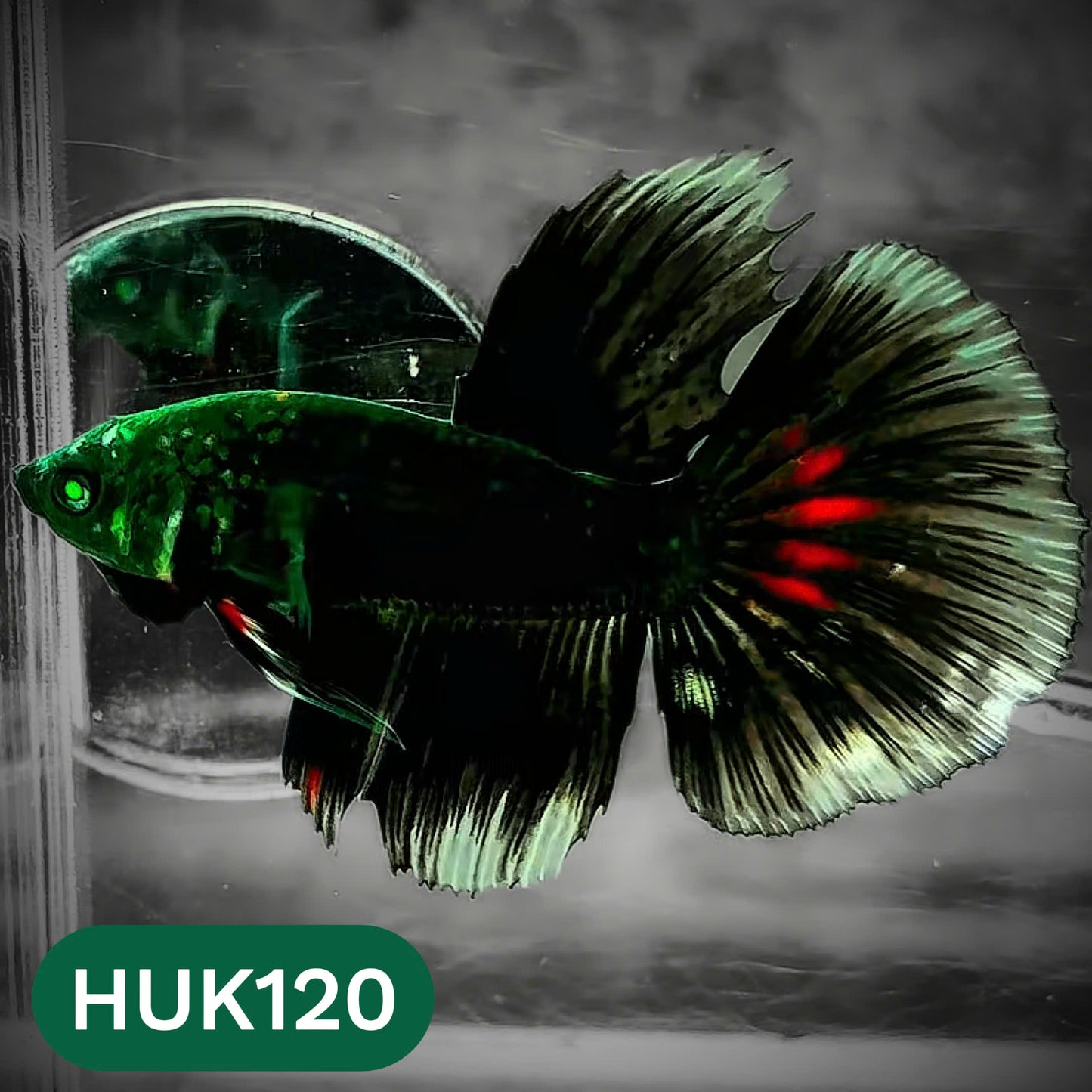 Black Hulk Halfmoon Male Betta Fish | You Pick Fish
