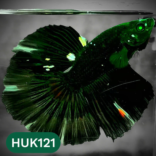 Black Hulk Halfmoon Male Betta Fish | You Pick Fish