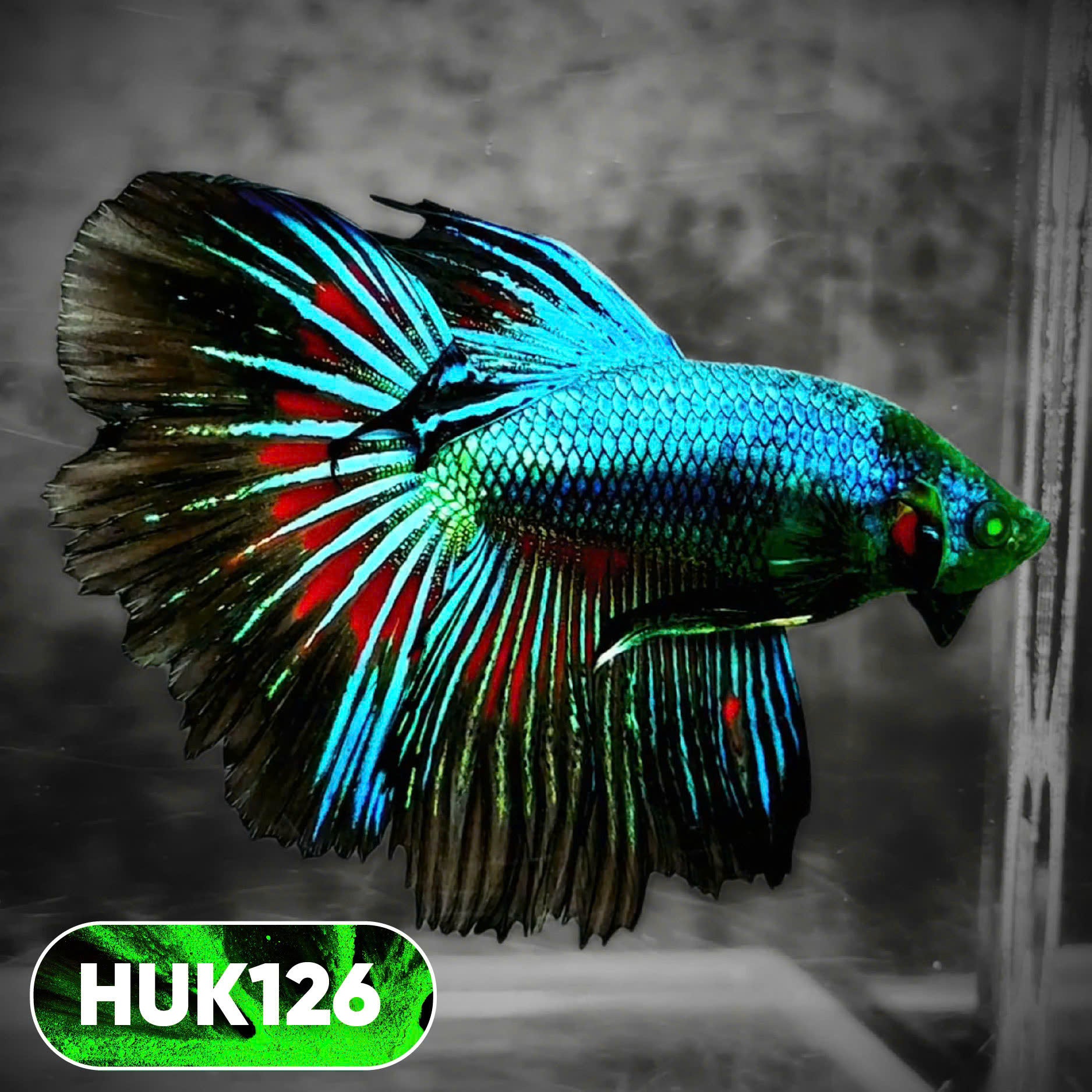 Black Hulk Halfmoon Male Betta Fish | You Pick Fish