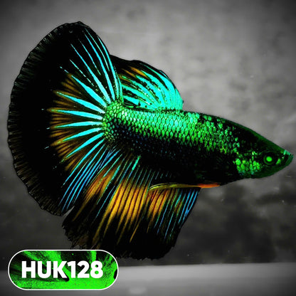 Black Hulk Halfmoon Male Betta Fish | You Pick Fish