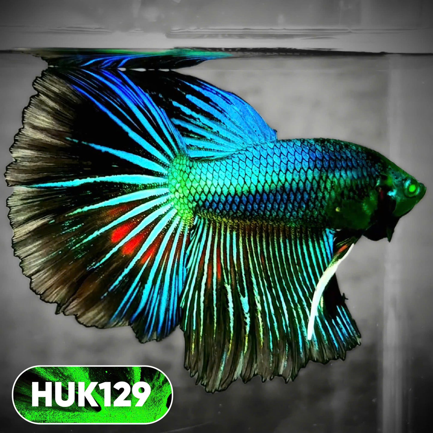 Black Hulk Halfmoon Male Betta Fish | You Pick Fish