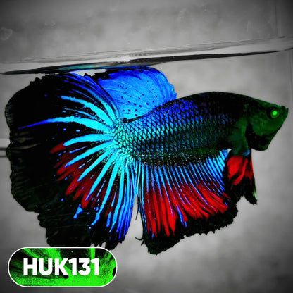 Black Hulk Halfmoon Male Betta Fish | You Pick Fish