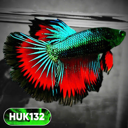 Black Hulk Halfmoon Male Betta Fish | You Pick Fish