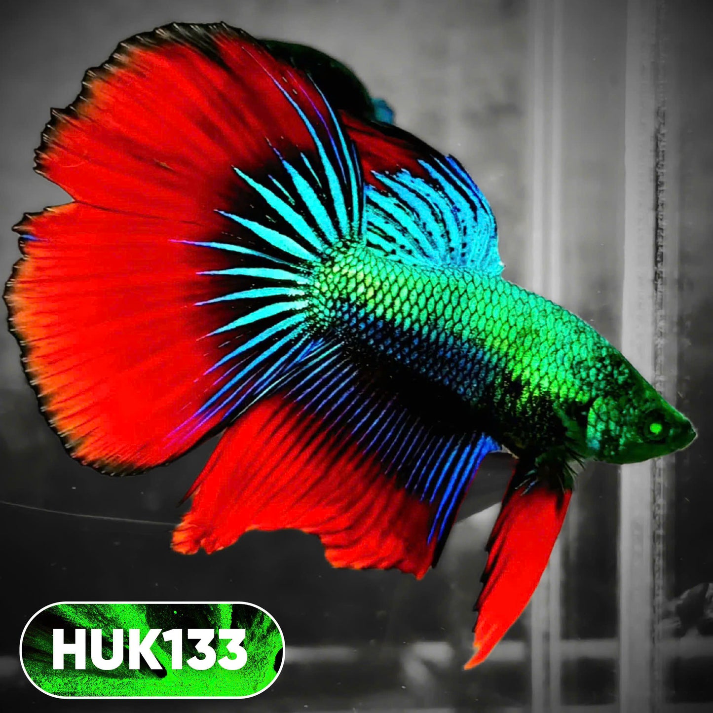 Black Hulk Halfmoon Male Betta Fish | You Pick Fish