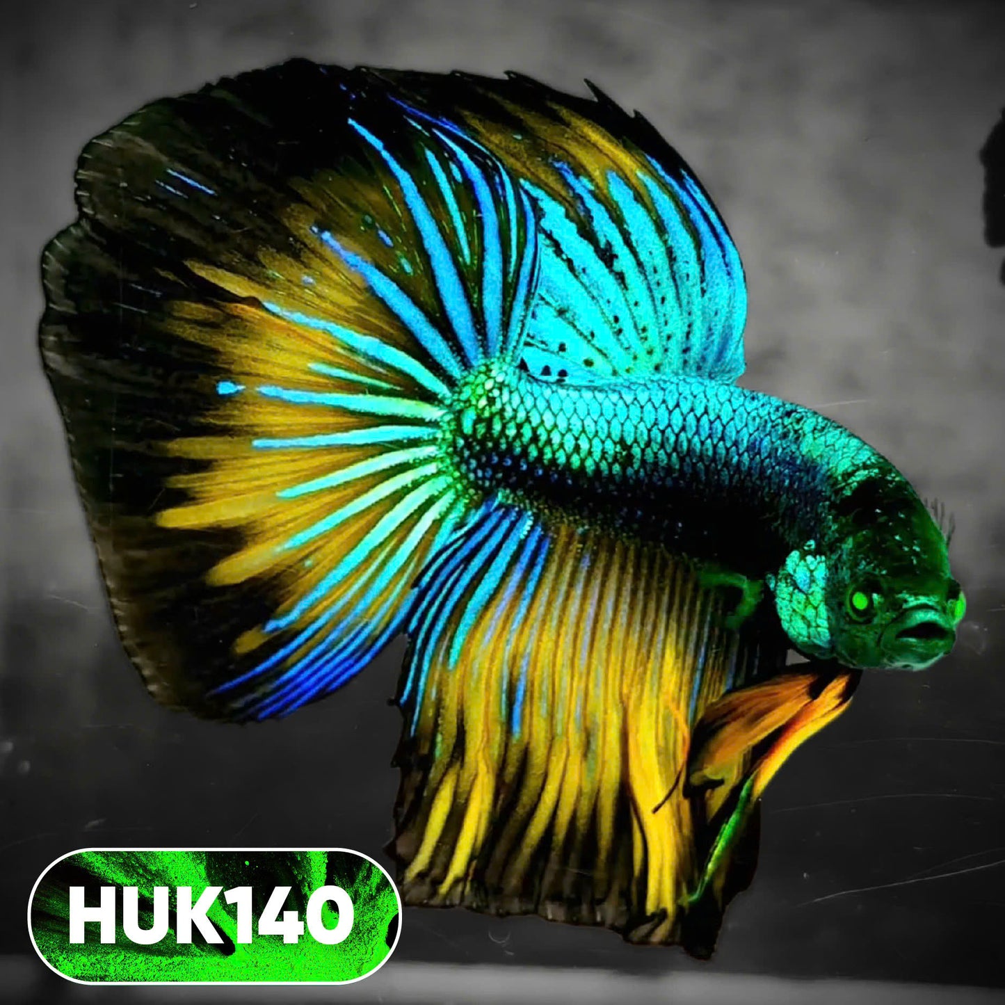 Black Hulk Halfmoon Male Betta Fish | You Pick Fish